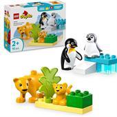 FAMIGLIE ANIMALI PINGUINI ELEONI