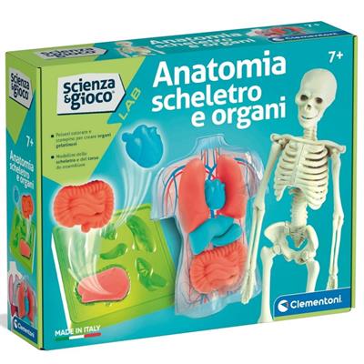 ANATOMIA SCHELETRO E ORGANI